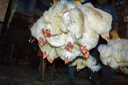 Broiler chickens hanging upside down being unloaded from transport trucks near Crawford meat market in Mumbai