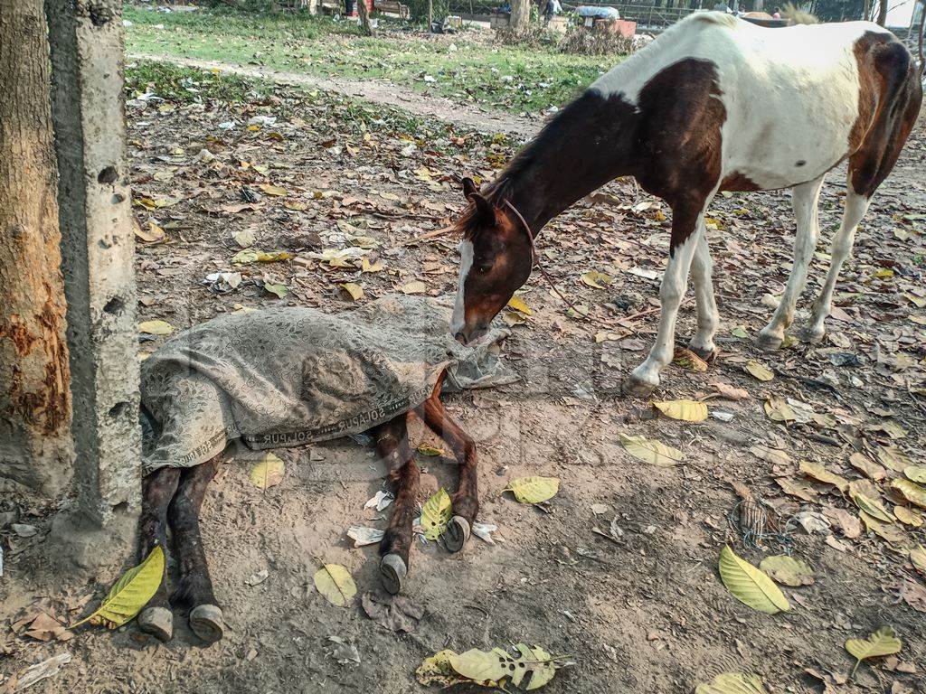 Sad mother pony mourning the death of her foal in a field near Maidan, Kolkata, India, 2022