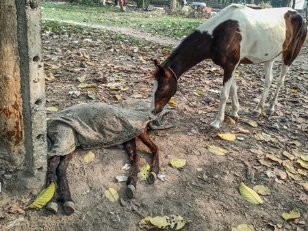 Sad mother pony mourning the death of her foal in a field near Maidan, Kolkata, India, 2022