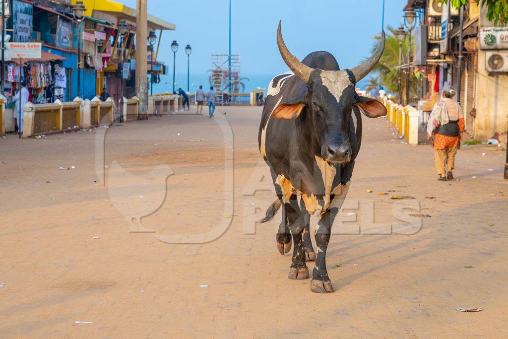 Photo of Indian street cow with large horns walking along the road in Goa in India