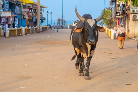 Photo of Indian street cow with large horns walking along the road in Goa in India