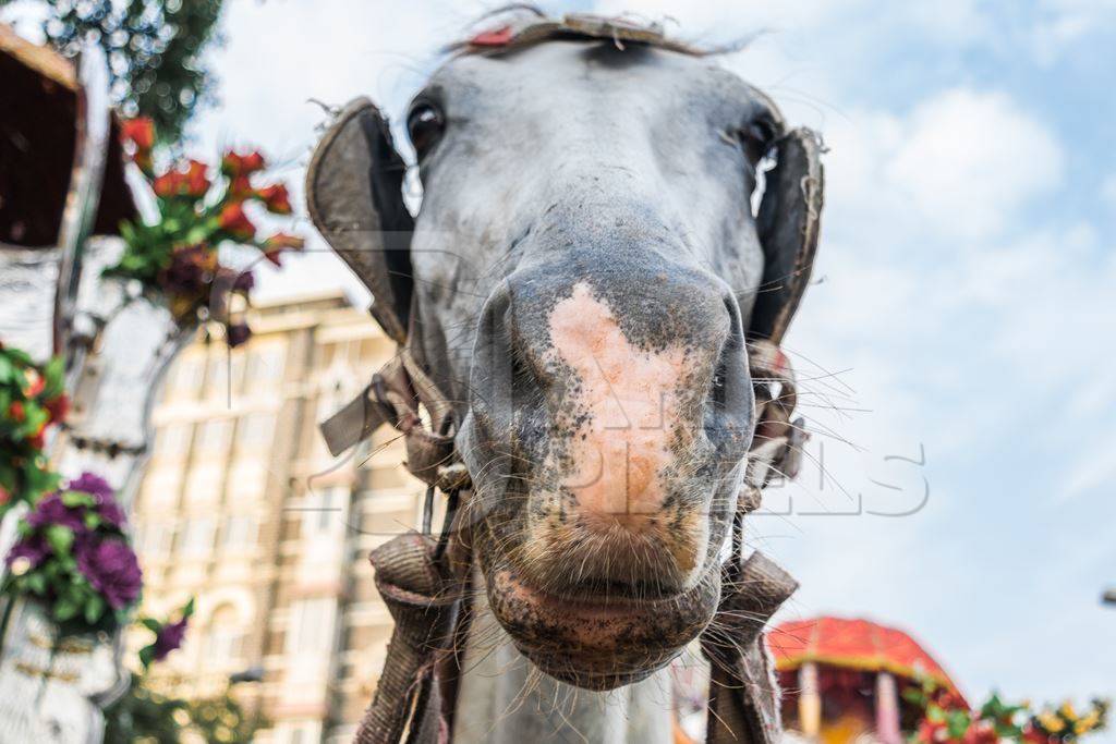 Close up of head of grey horse used for tourist carriage rides in Mumbai