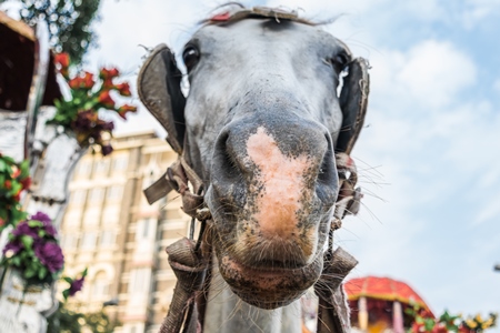 Close up of head of grey horse used for tourist carriage rides in Mumbai