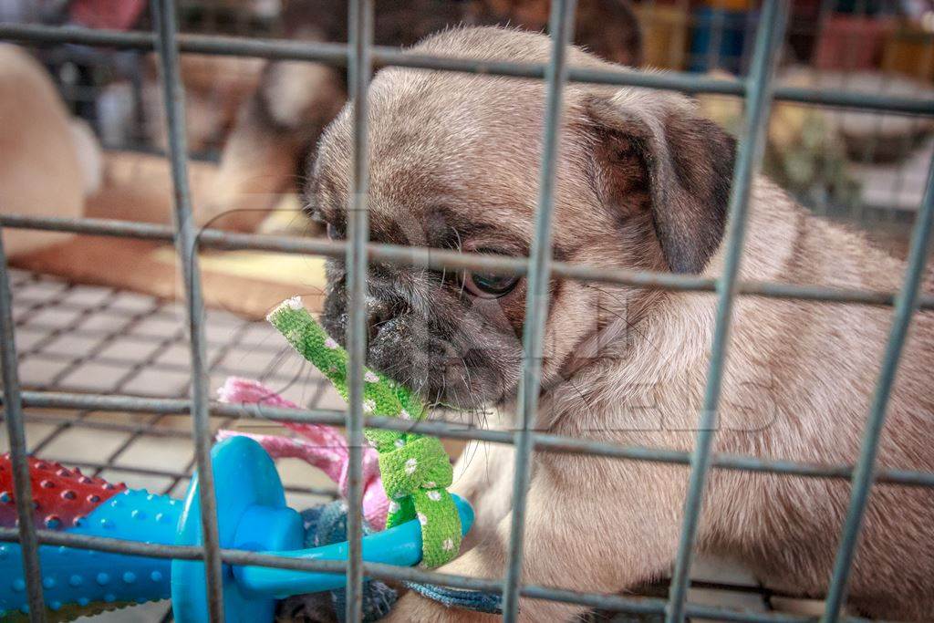 Small pug pedigree breed puppy in cage on sale as a pet at Crawford pet market in Mumbai, India