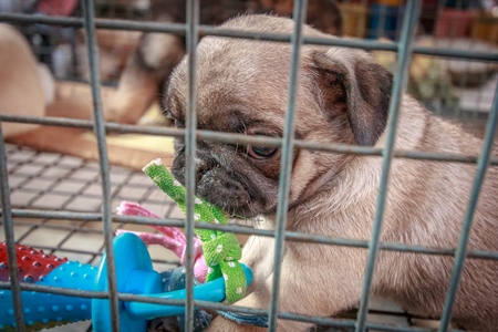 Small pug pedigree breed puppy in cage on sale as a pet at Crawford pet market in Mumbai, India