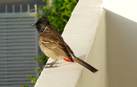 Small red-vented Bulbul bird sitting on wall of building in urban city