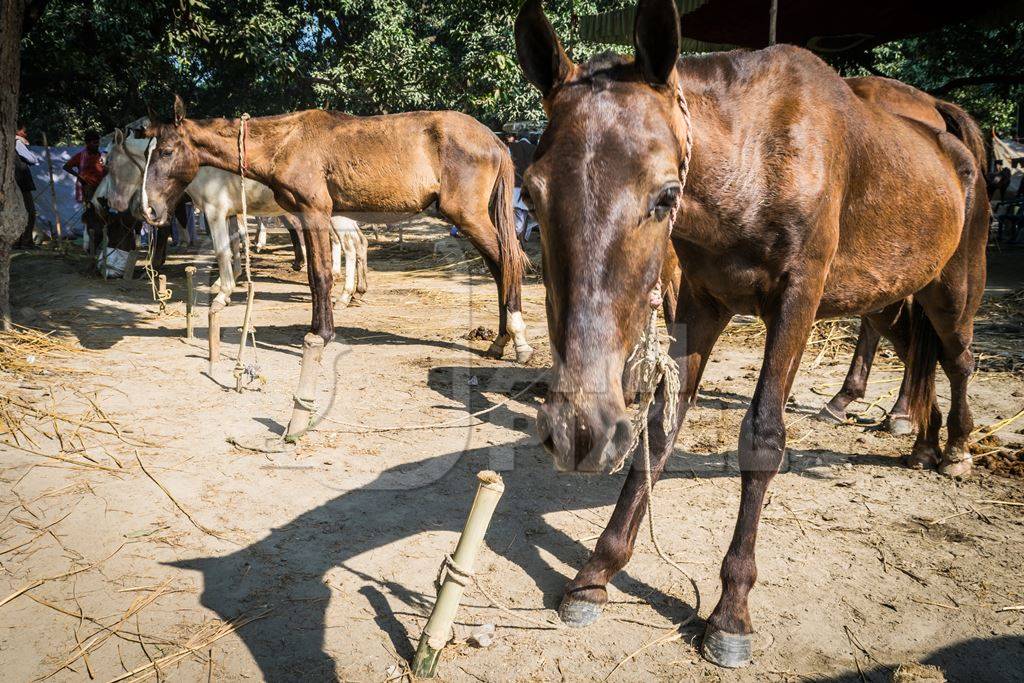 Many brown horses tied up in a line at Sonepur cattle fair