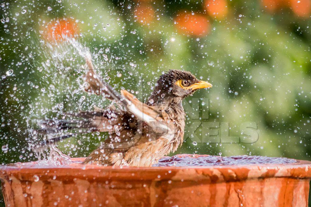 Indian mynah bird bathing and drinking from water bowl