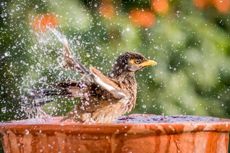 Indian mynah bird bathing and drinking from water bowl