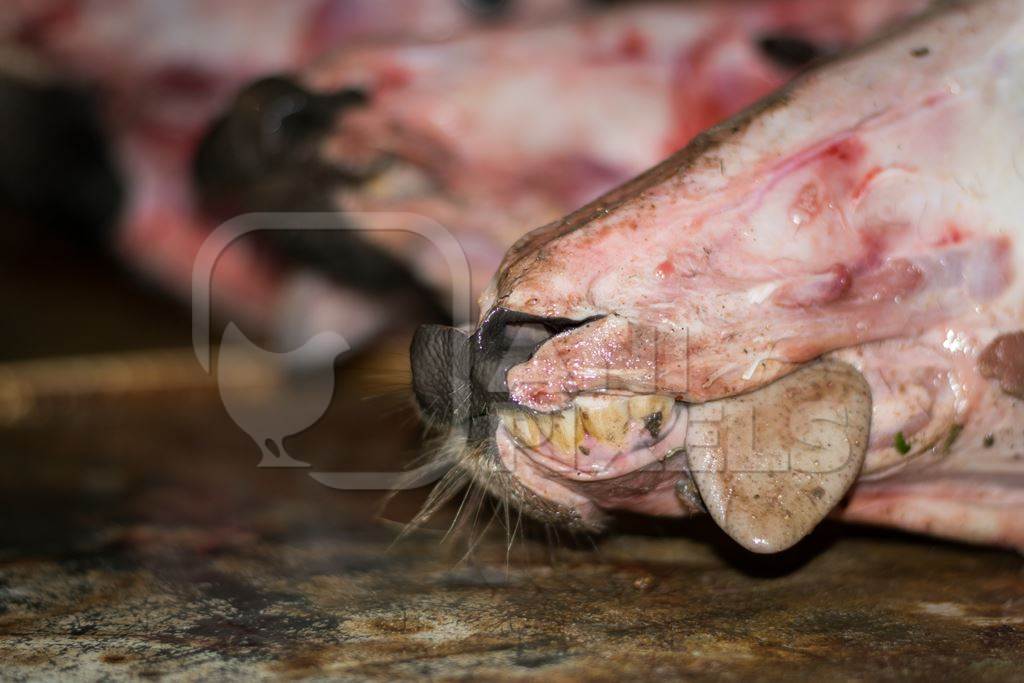 Head of skinned buffalo at Crawford meat market in Mumbai