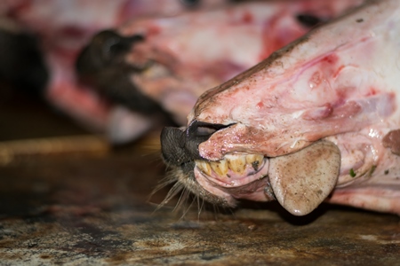 Head of skinned buffalo at Crawford meat market in Mumbai