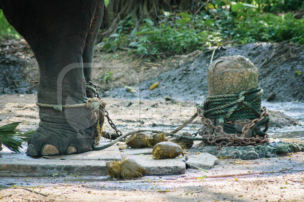 Elephant chained and tied with rope at Guruvayur elephant camp, used for temples and religious festivals in Kerala