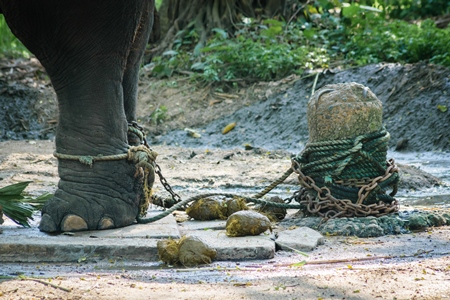 Elephant chained and tied with rope at Guruvayur elephant camp, used for temples and religious festivals in Kerala