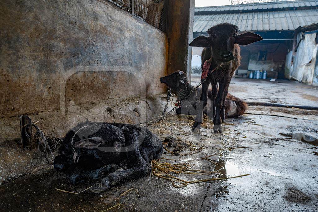 Indian buffalo calves tied up on an urban dairy farm or tabela, Aarey milk colony, Mumbai, India, 2023