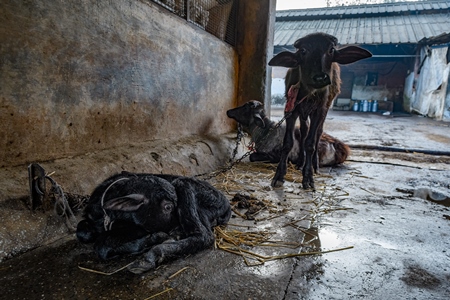 Indian buffalo calves tied up on an urban dairy farm or tabela, Aarey milk colony, Mumbai, India, 2023