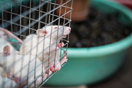 Small white mice in a cage on sale for eating at an exotic market