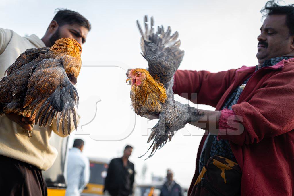 Indian chickens roughly handled, for sale at Wagholi bird market, Pune, Maharashtra, India, 2024