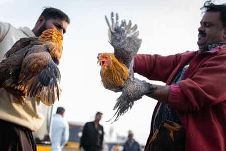 Indian chickens roughly handled, for sale at Wagholi bird market, Pune, Maharashtra, India, 2024