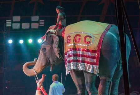 Performing elephant doing tricks with a circus lady at a circus in Mumbai