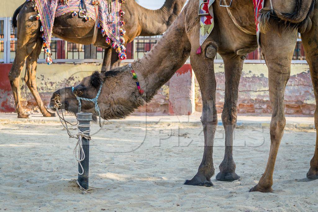 Camel in harness used for tourist rides tied to post