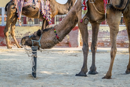 Camel in harness used for tourist rides tied to post