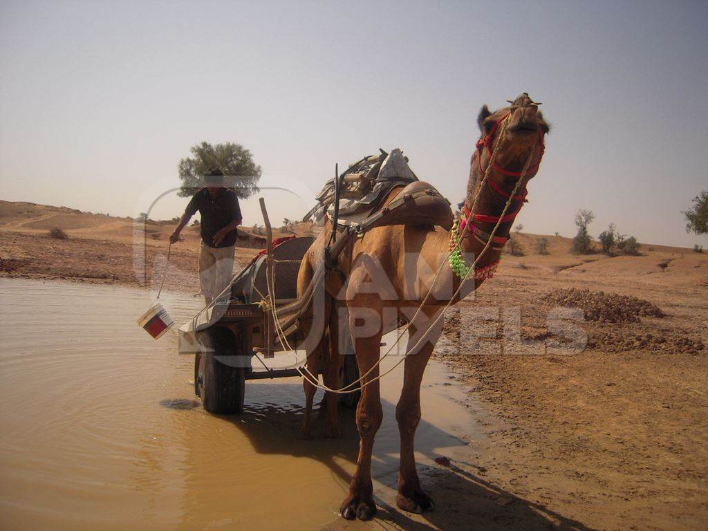 Working camel harnessed to cart carrying water used for animal labour in India