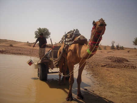 Working camel harnessed to cart carrying water used for animal labour in India