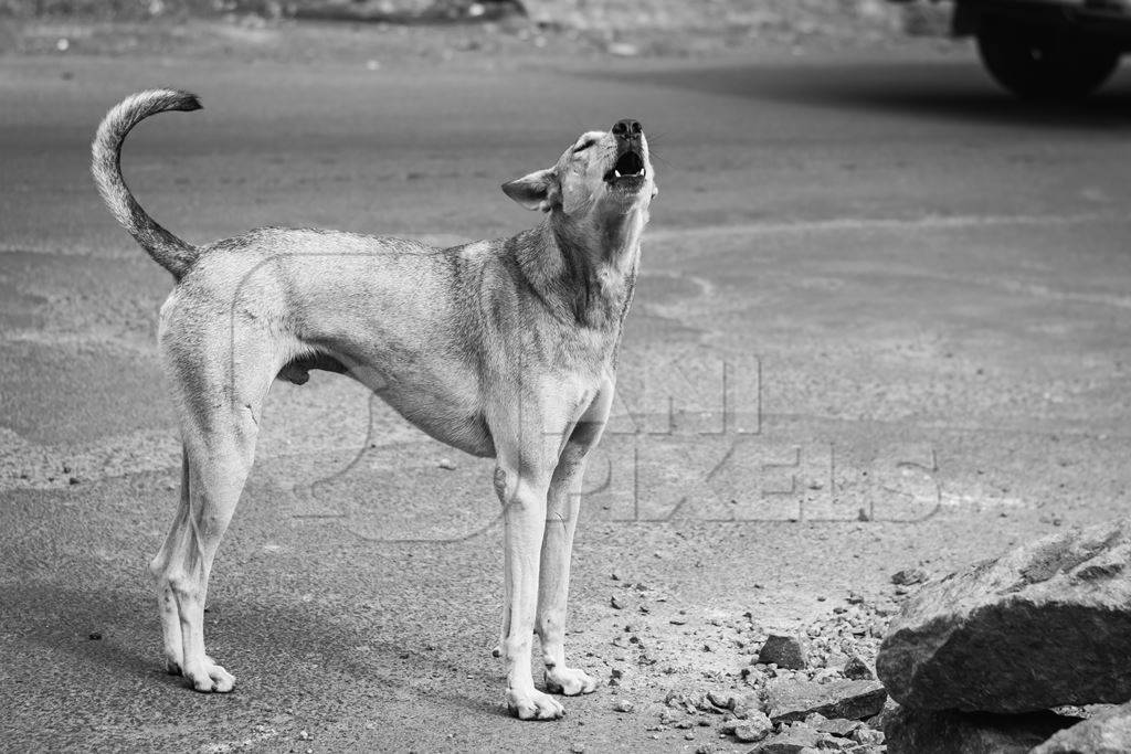 Stray street dog on road barking or howling in urban city