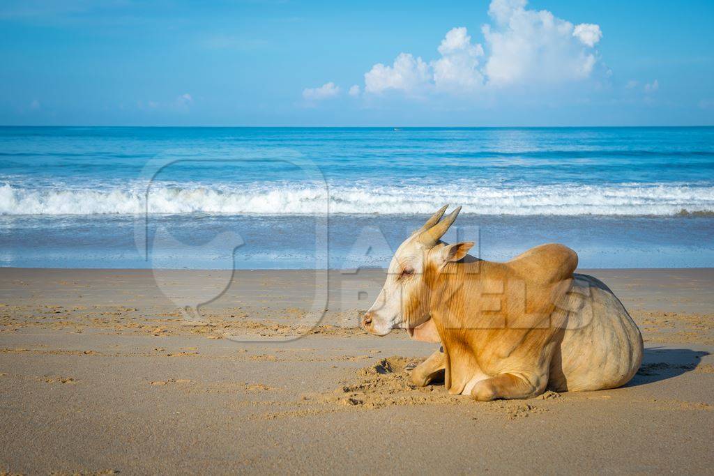 Cow on the beach in Goa, India