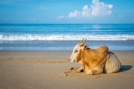 Cow on the beach in Goa, India