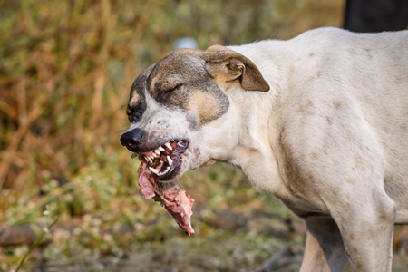 Indian stray or street pariah dog eating piece of meat in urban city of Pune, Maharashtra, India, 2021
