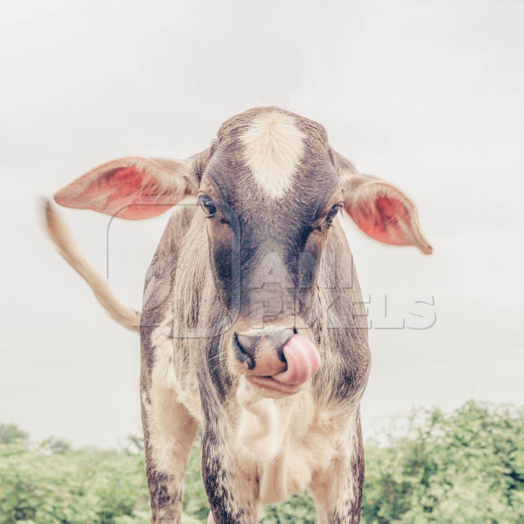 Brown and white cow in a field in a dairy on the outskirts of Pune