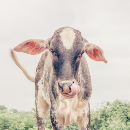 Brown and white cow in a field in a dairy on the outskirts of Pune