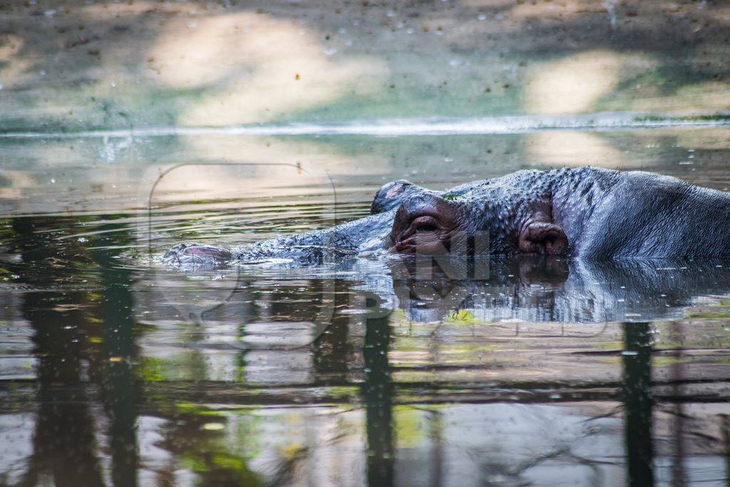 Hippo submerged in concrete pool in Byculla zoo