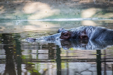 Hippo submerged in concrete pool in Byculla zoo