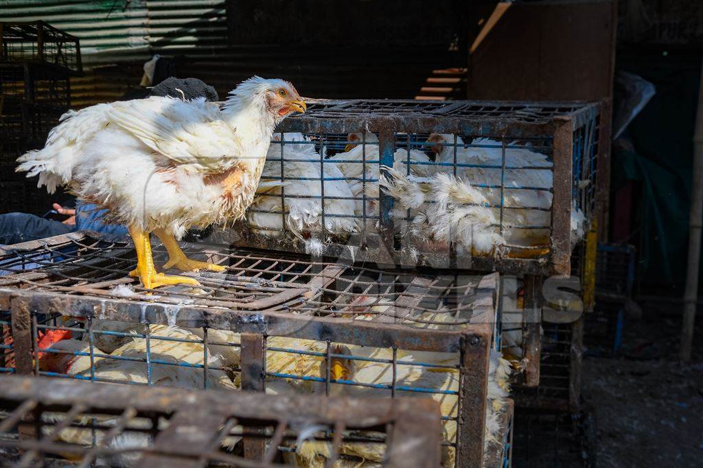 Indian broiler chicken sitting on top of cages packed with other chickens at Ghazipur murga mandi, Ghazipur, Delhi, India, 2022