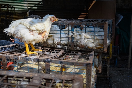 Indian broiler chicken sitting on top of cages packed with other chickens at Ghazipur murga mandi, Ghazipur, Delhi, India, 2022
