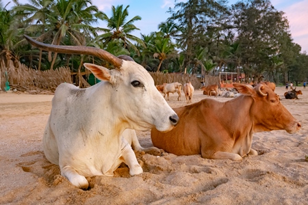 Many cows on the beach in Goa, India