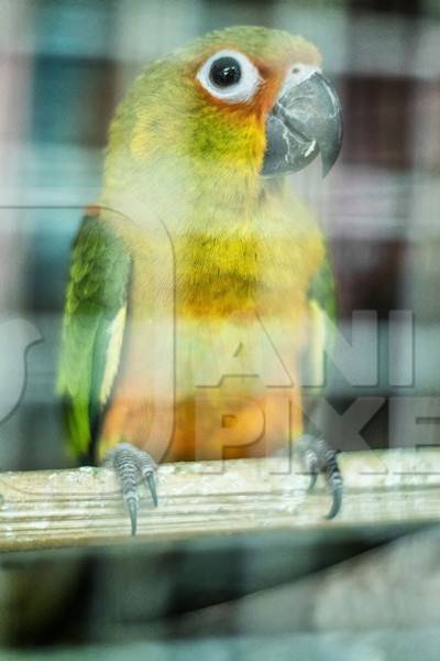 Colourful exotic bird  in cage on sale at Crawford pet market