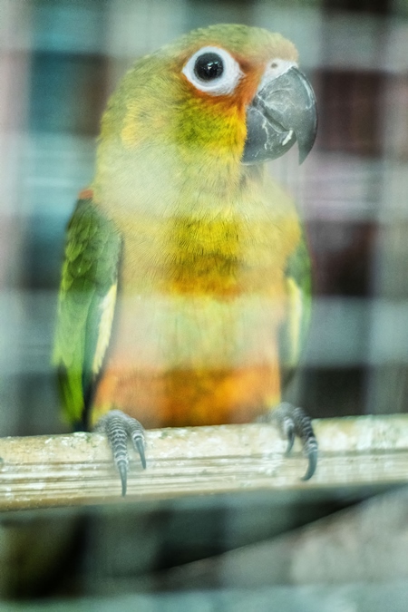 Colourful exotic bird  in cage on sale at Crawford pet market