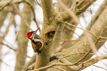Lesser goldenback woodpecker in a tree