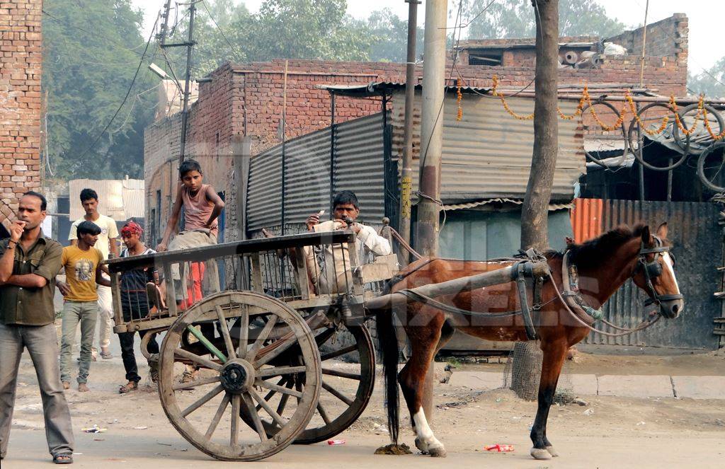 Brown horse standing with cart in street