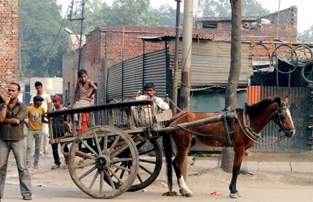 Brown horse standing with cart in street