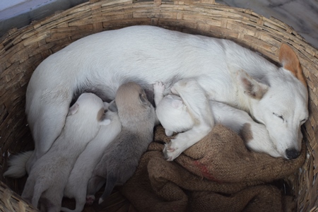 Photo of pet dog with litter of puppies, India