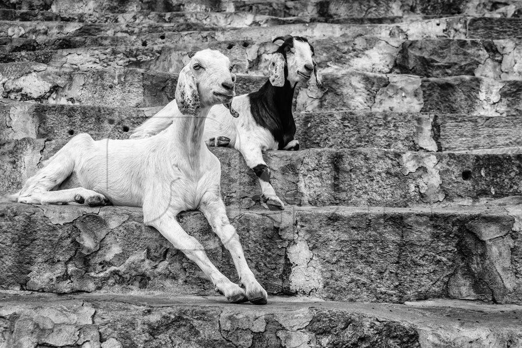 Black and white goats sitting on steps at Kamakhya temple