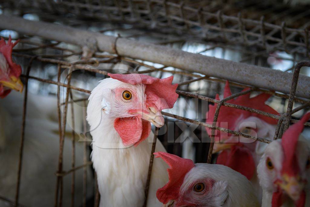 An Indian chicken or layer hen looks out from a battery cage on an egg farm on the outskirts of Ajmer, Rajasthan, India, 2022