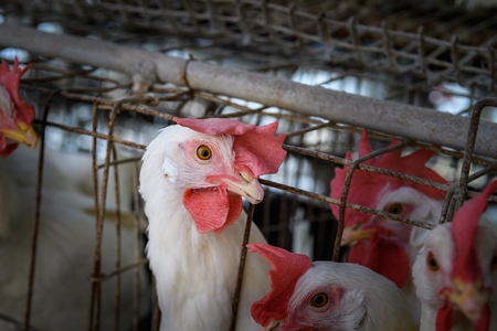 An Indian chicken or layer hen looks out from a battery cage on an egg farm on the outskirts of Ajmer, Rajasthan, India, 2022