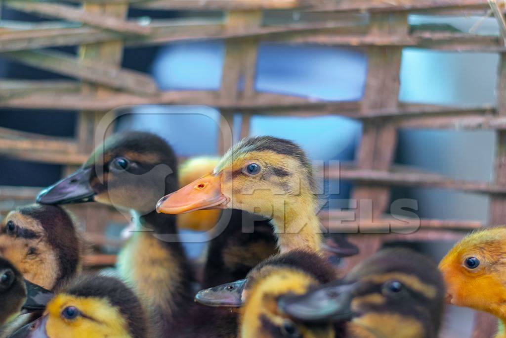 Ducks and ducklings on sale in baskets at a live animal market in the city of Imphal in Manipur in the Northeast of India