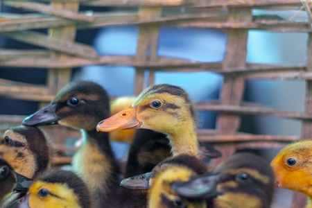 Ducks and ducklings on sale in baskets at a live animal market in the city of Imphal in Manipur in the Northeast of India