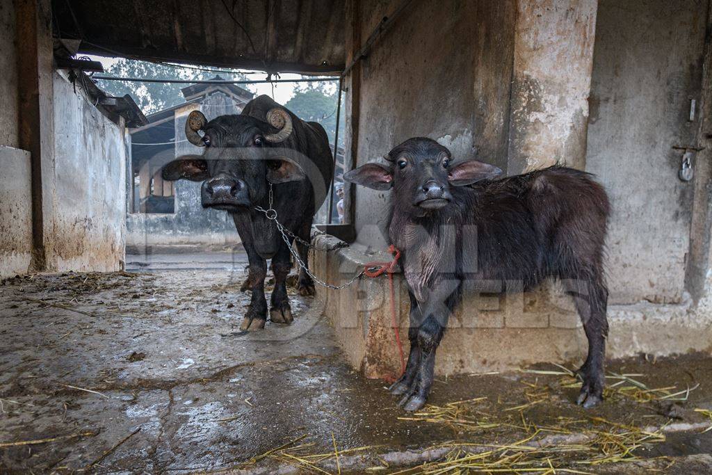 Farmed Indian buffalo calf tied up with mother on an urban dairy farm or tabela, Aarey milk colony, Mumbai, India, 2023